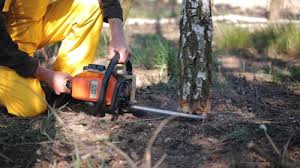 Best Tree Disease Treatment  in Utica, IN