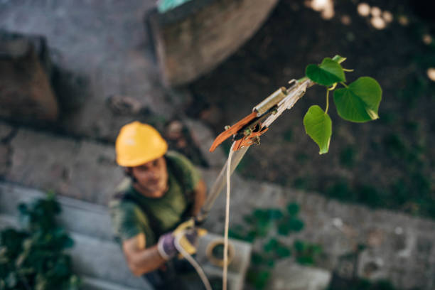 Best Arborist Consultation Services  in Utica, IN