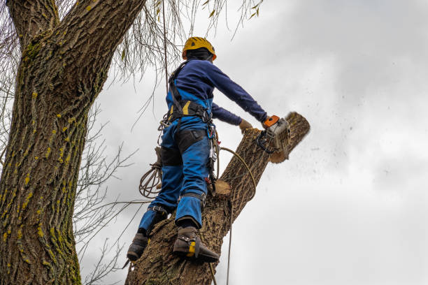 Best Fruit Tree Pruning  in Utica, IN