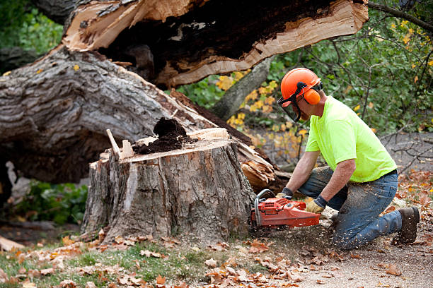 Best Tree Maintenance Programs  in Utica, IN