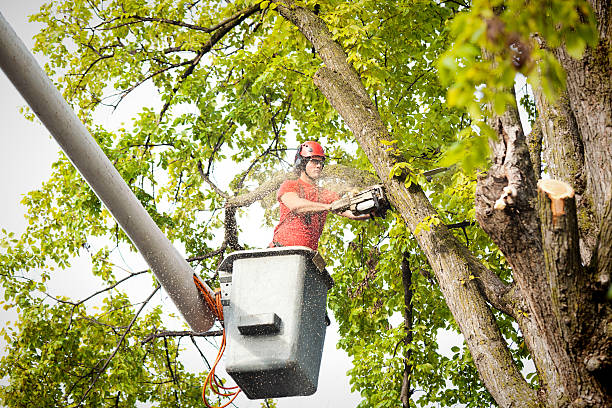 Best Hazardous Tree Removal  in Utica, IN