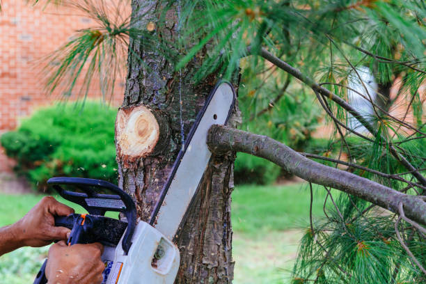 Trusted Utica, IN Tree Care  Experts